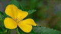 Turnera Ulmifolia orÃÂ Yellow Alder flower Royalty Free Stock Photo